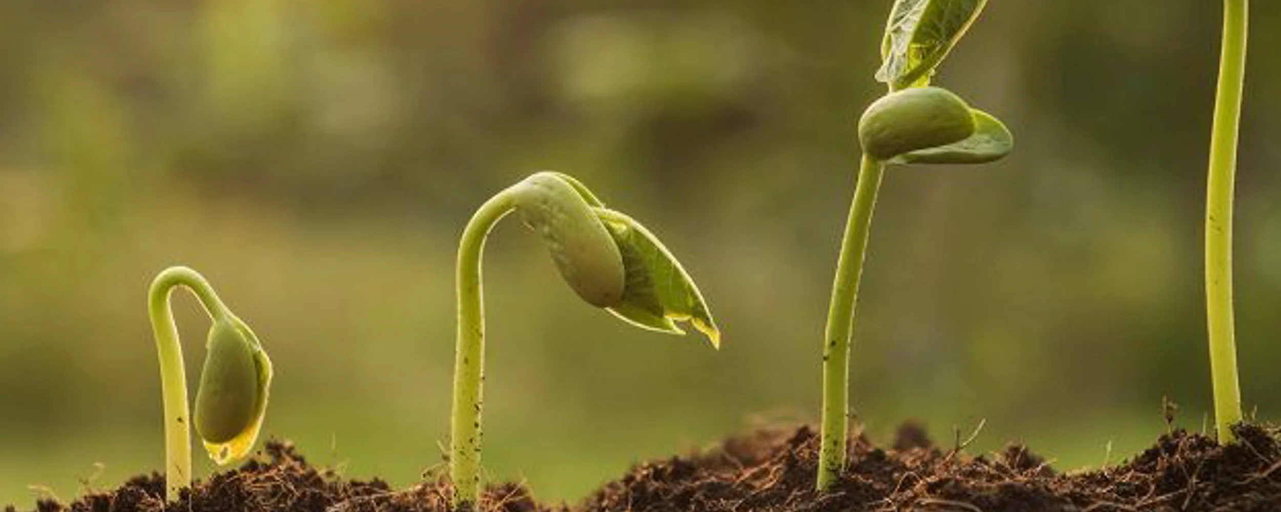 Growing Pains